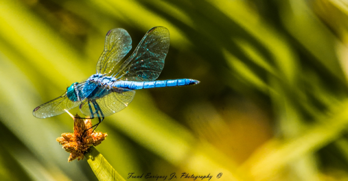 My First DragonFly Capture