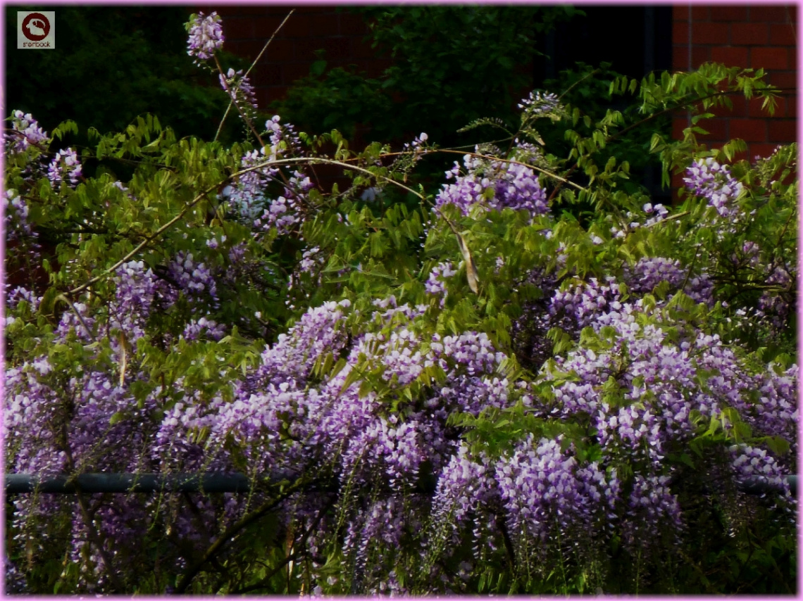 Blauregen (Wisteria)