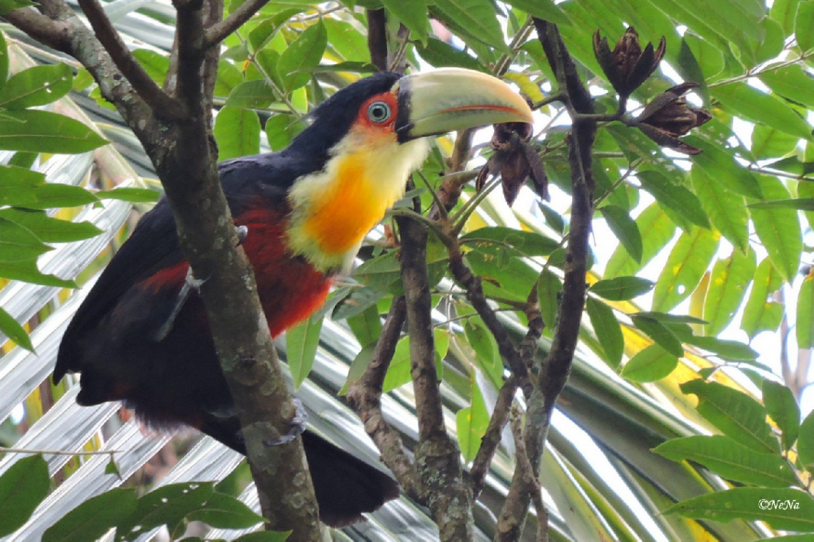 Tucano de bico verde