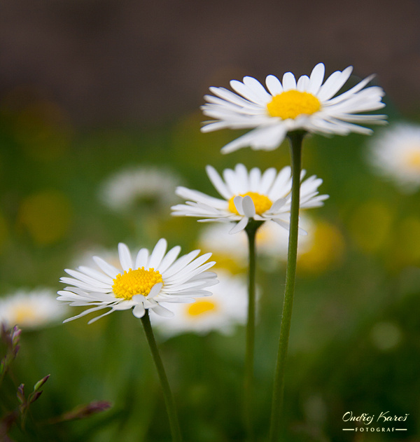 daisies...