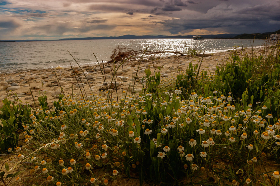 Chamomile sunset