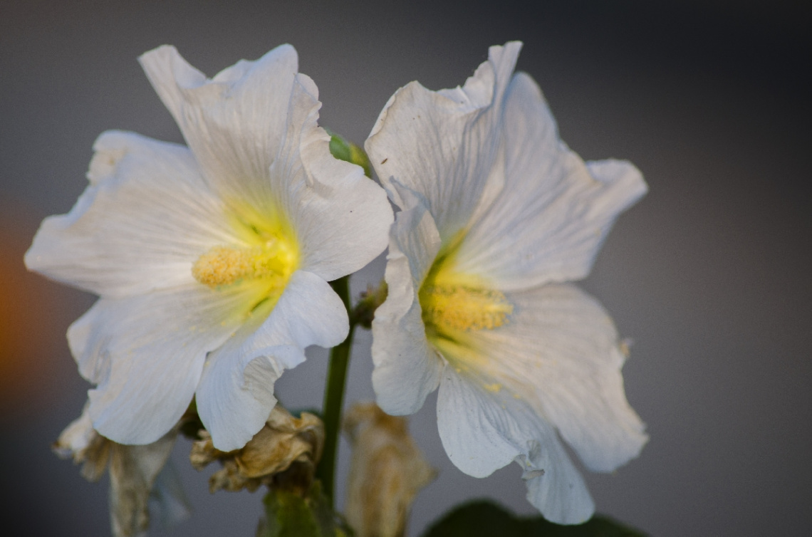 Hollyhocks / Alcea