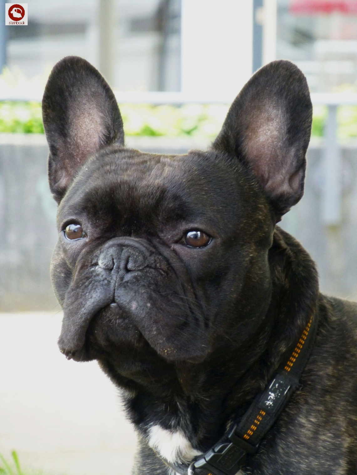 Französische Bulldogge