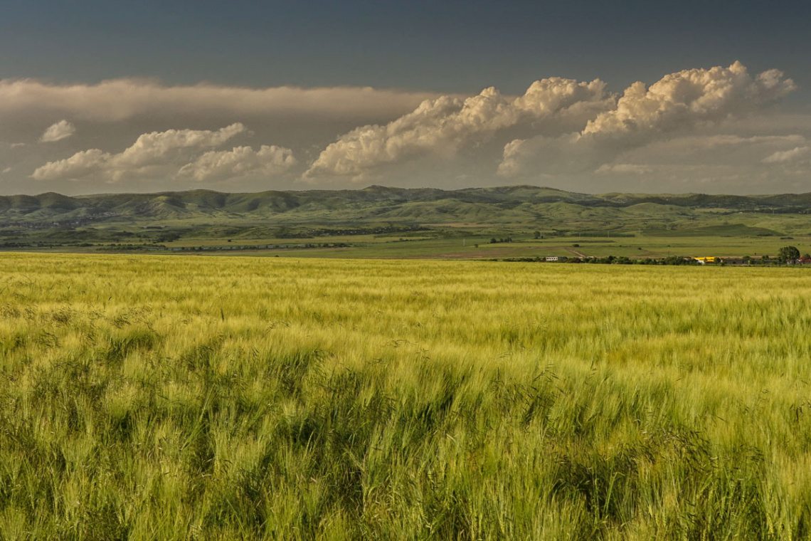 Sea of green wheat