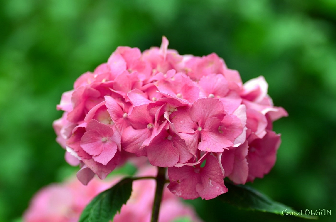 Ortanca (Hydrangea macrophylla)