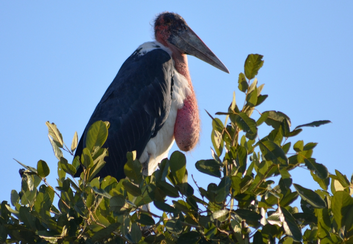 marabou  stork