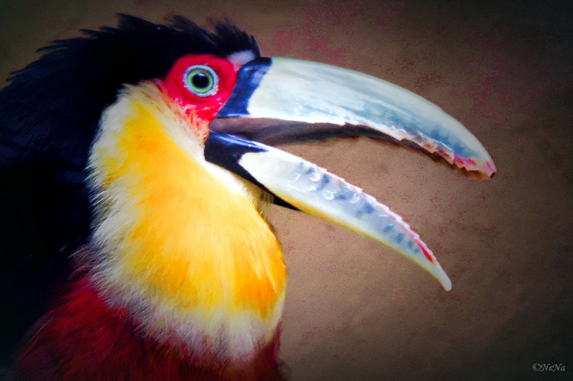 Green-billed Toucan