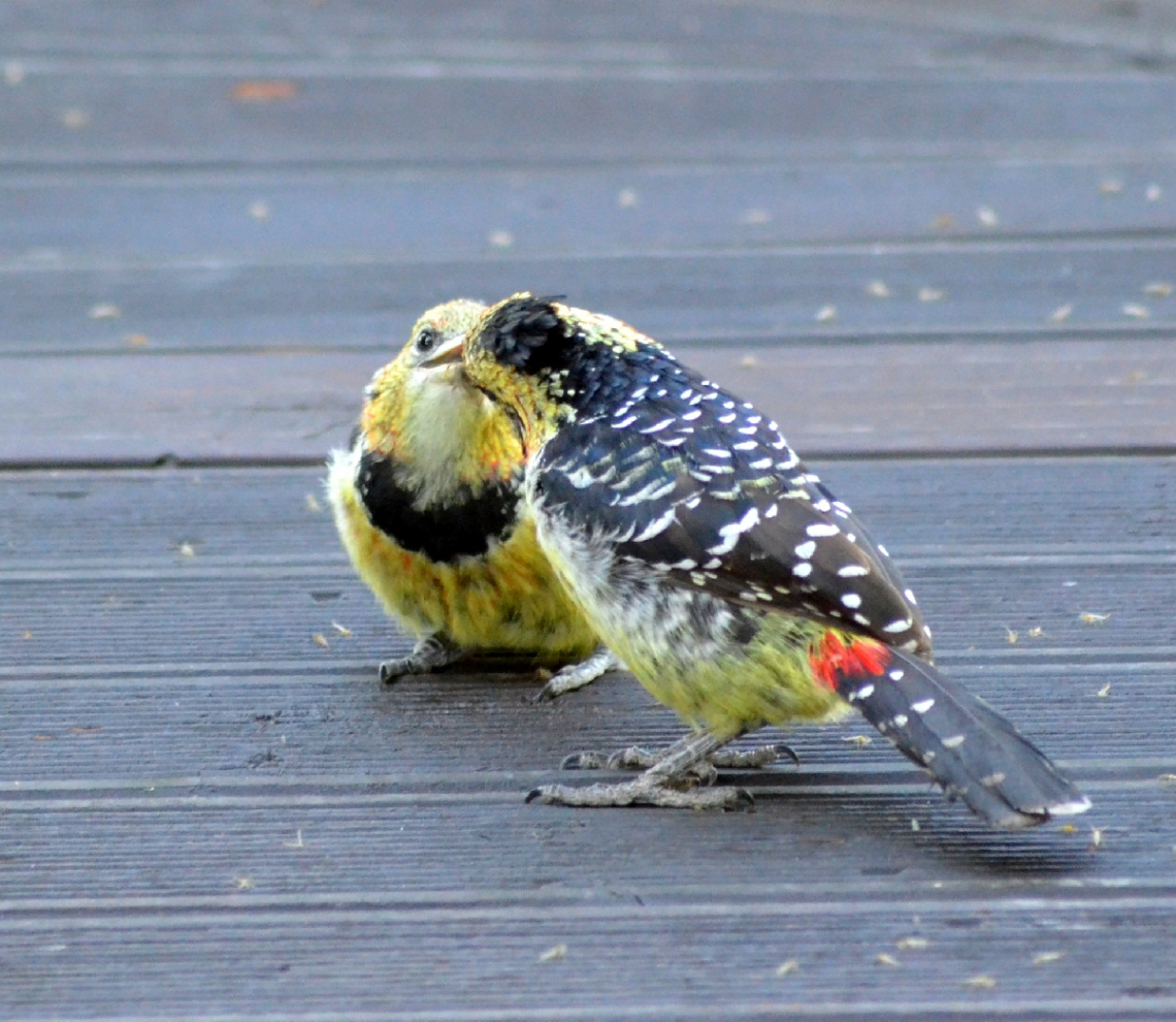 crested barbet feeding his baby