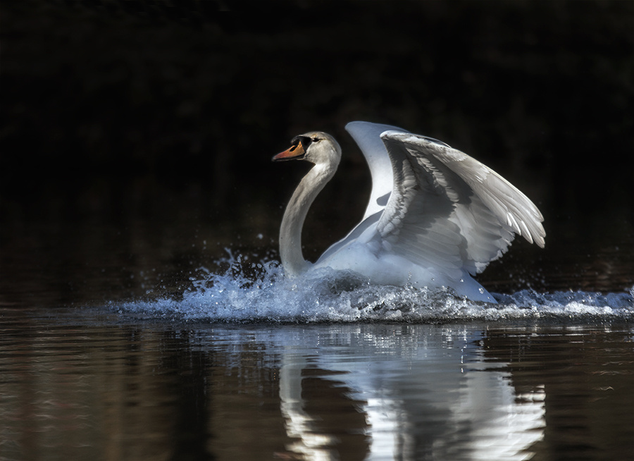 White Swan in the Morning Sun