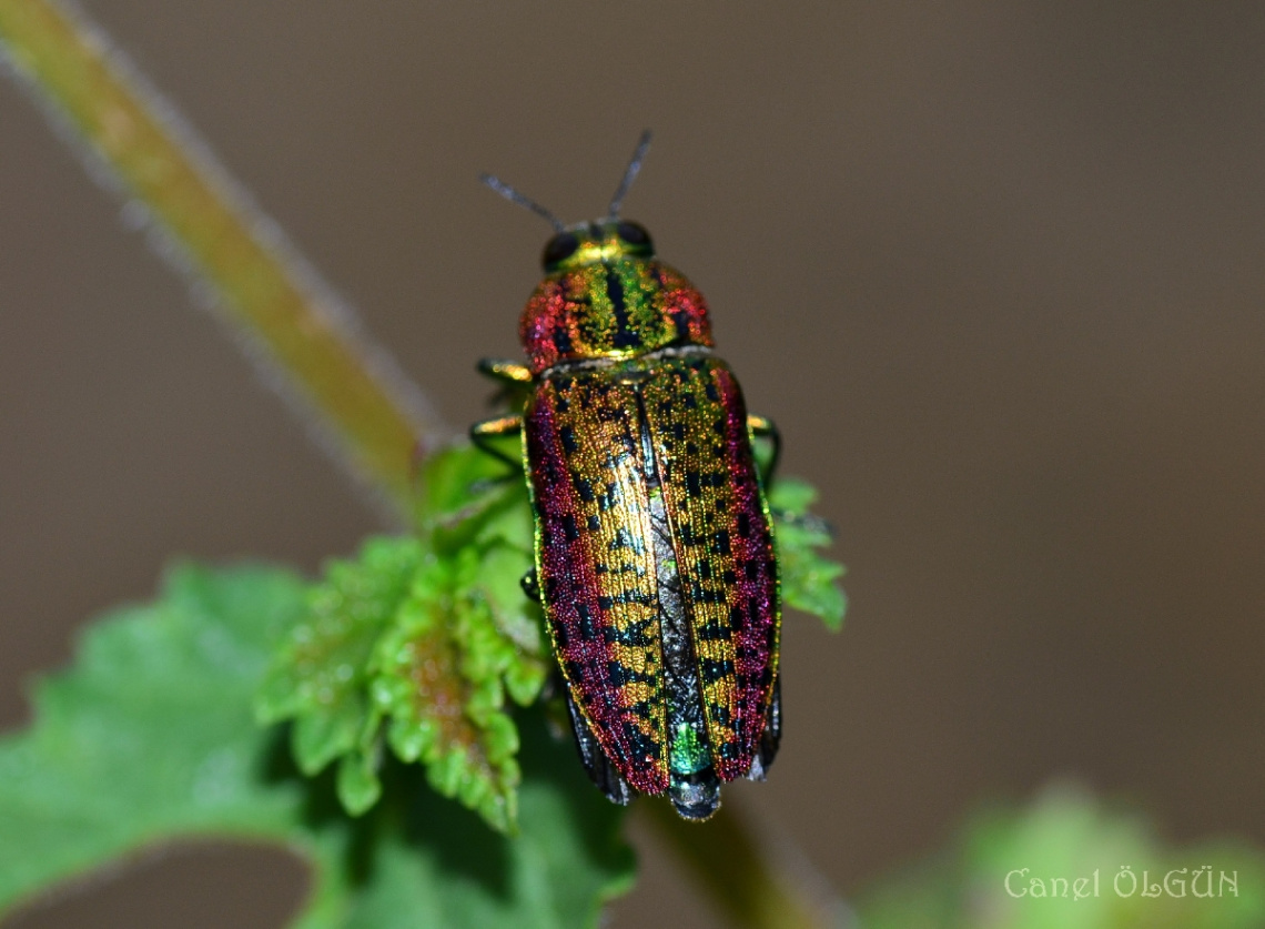 Mücevher böcek (chrysodema dalmanni)