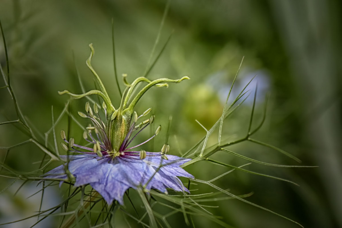 Nigella damascena