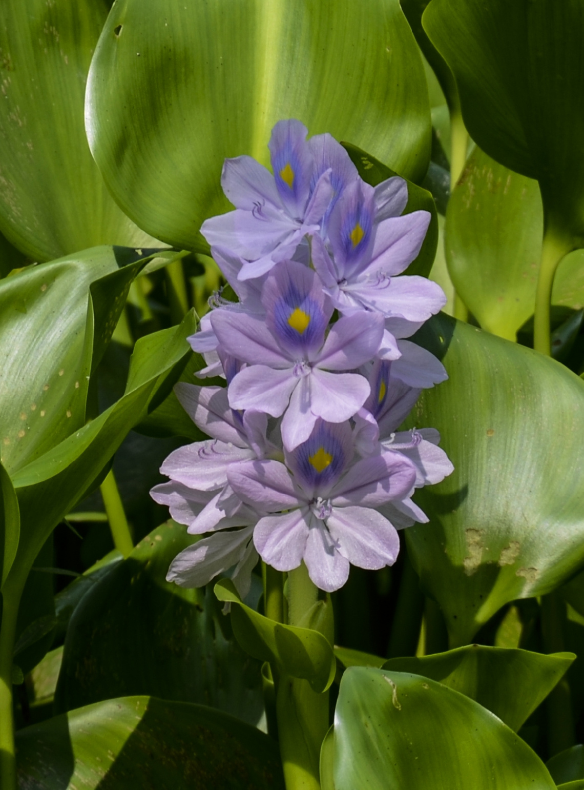 Water Hyacinth