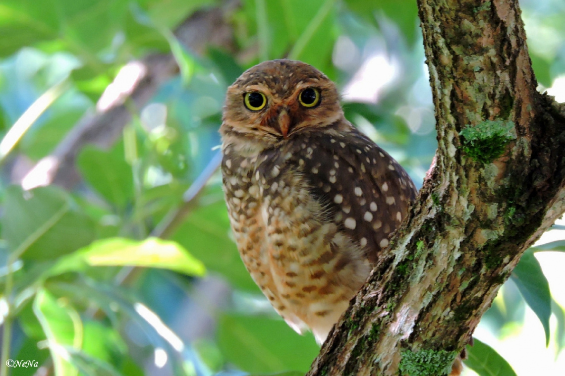 Burrowing Owl