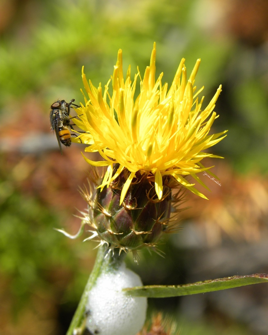 Centaurea 