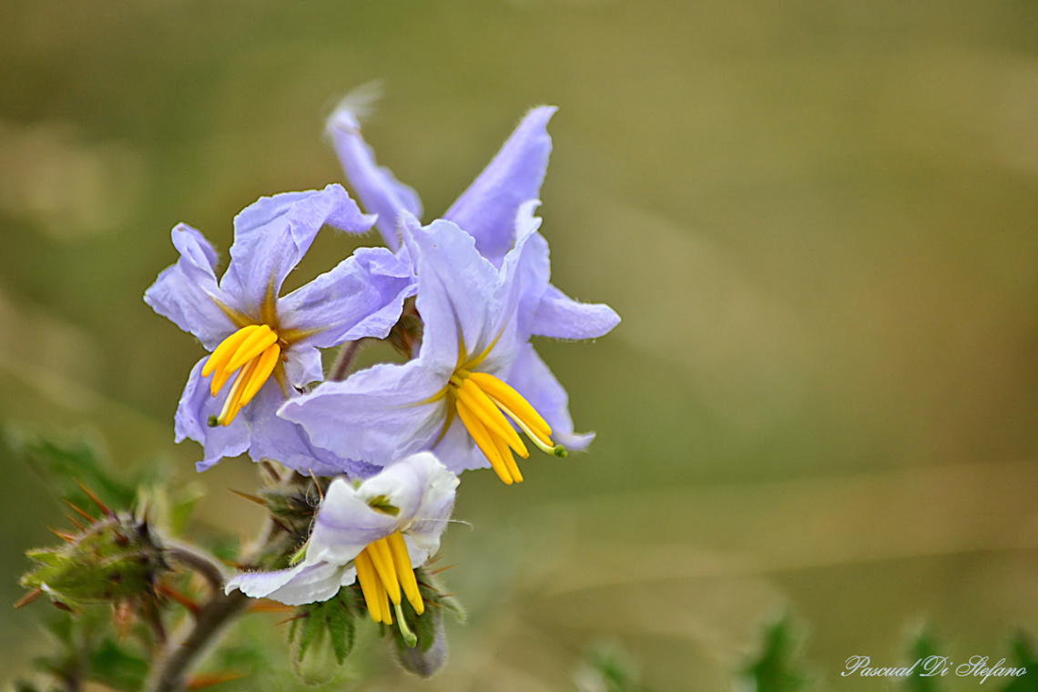 Wild and thorny