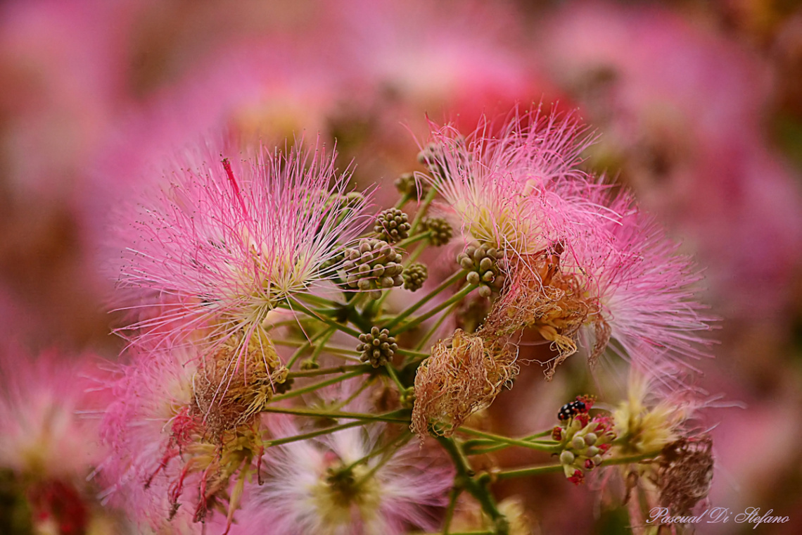 Softly pink