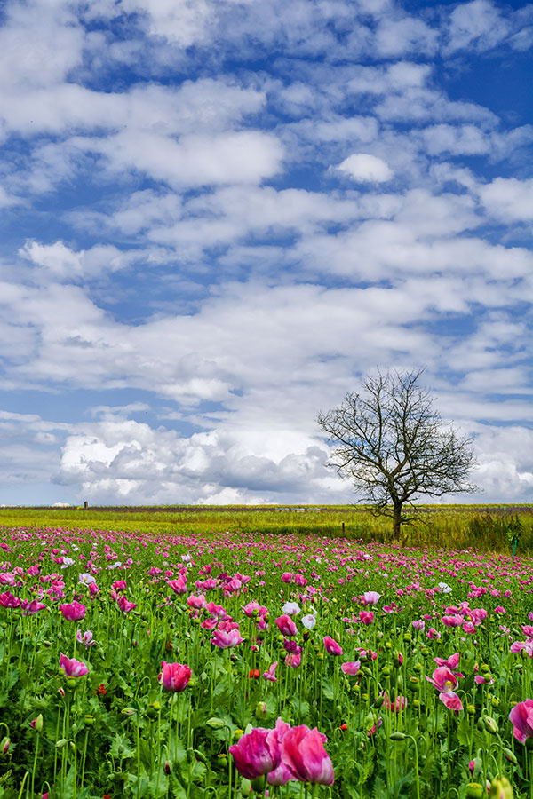 Always look on the pink side of life.... ;)