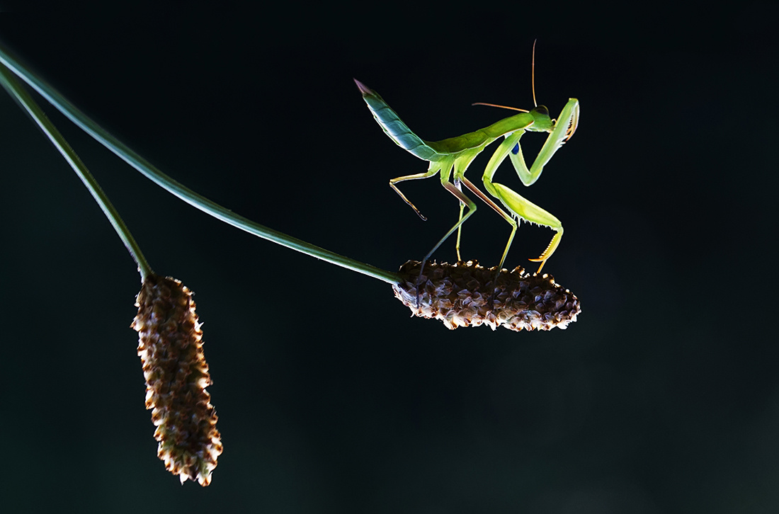 Mantis