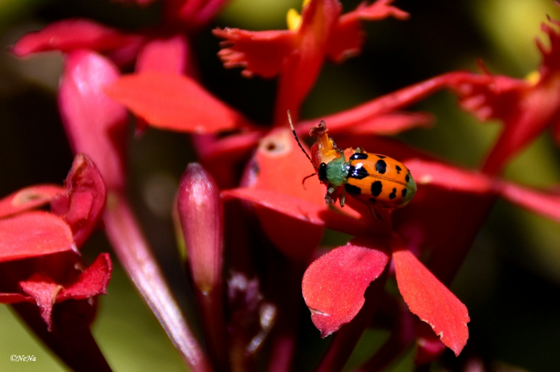 Ladybug