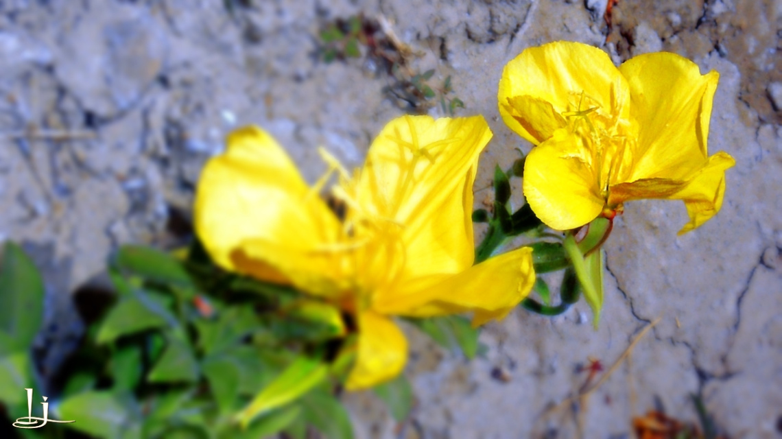 Yellow bloom....