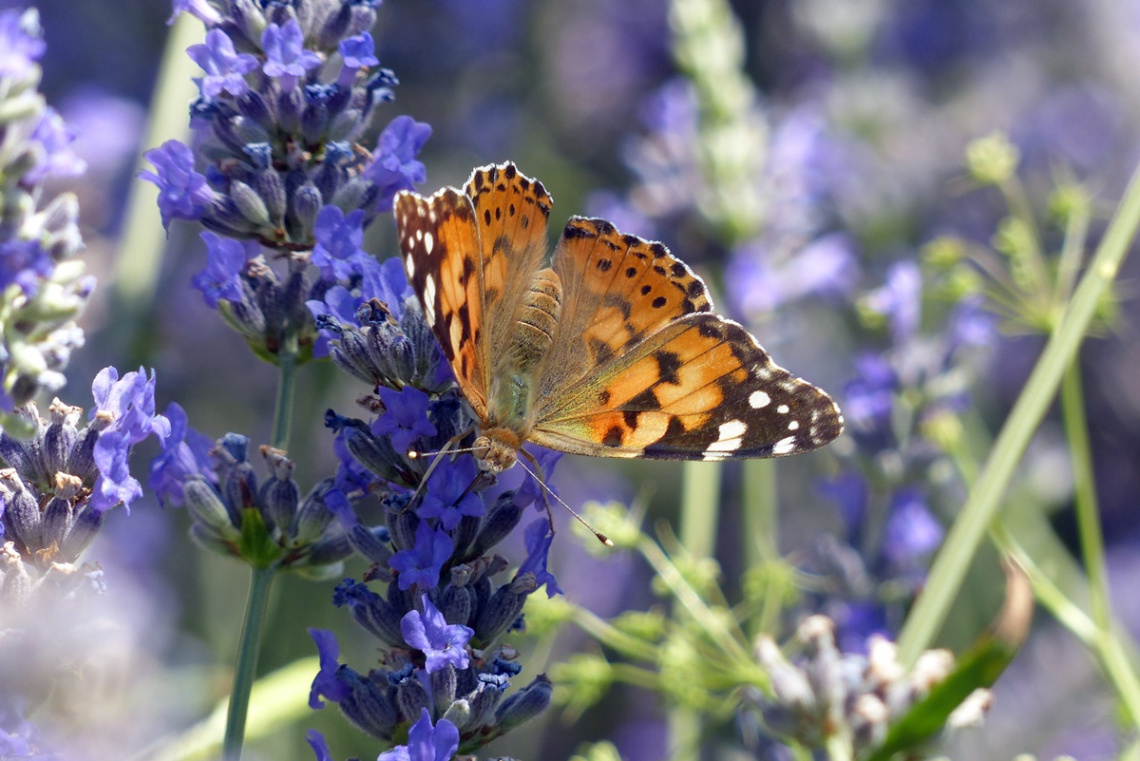 Vanessa Cardui / Diken Kelebeği