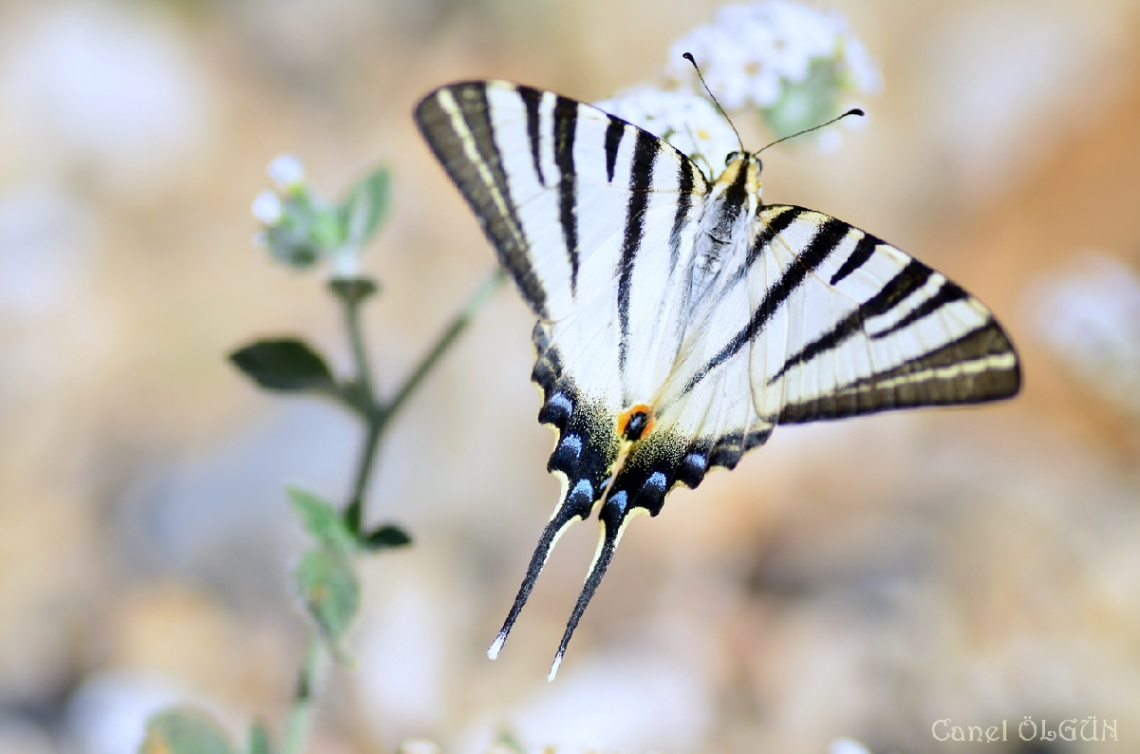 Erik Kırlangıçkuyruğu / Iphiclides podalirius