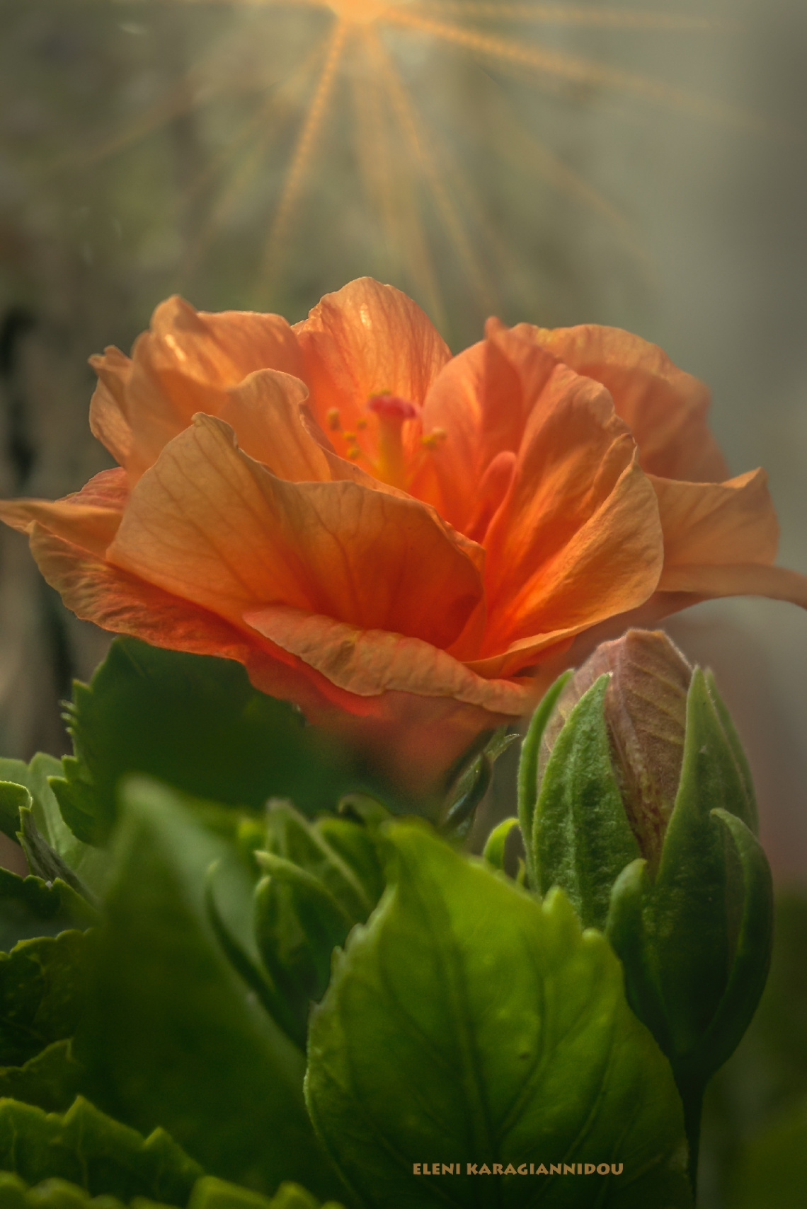 Hibiskus