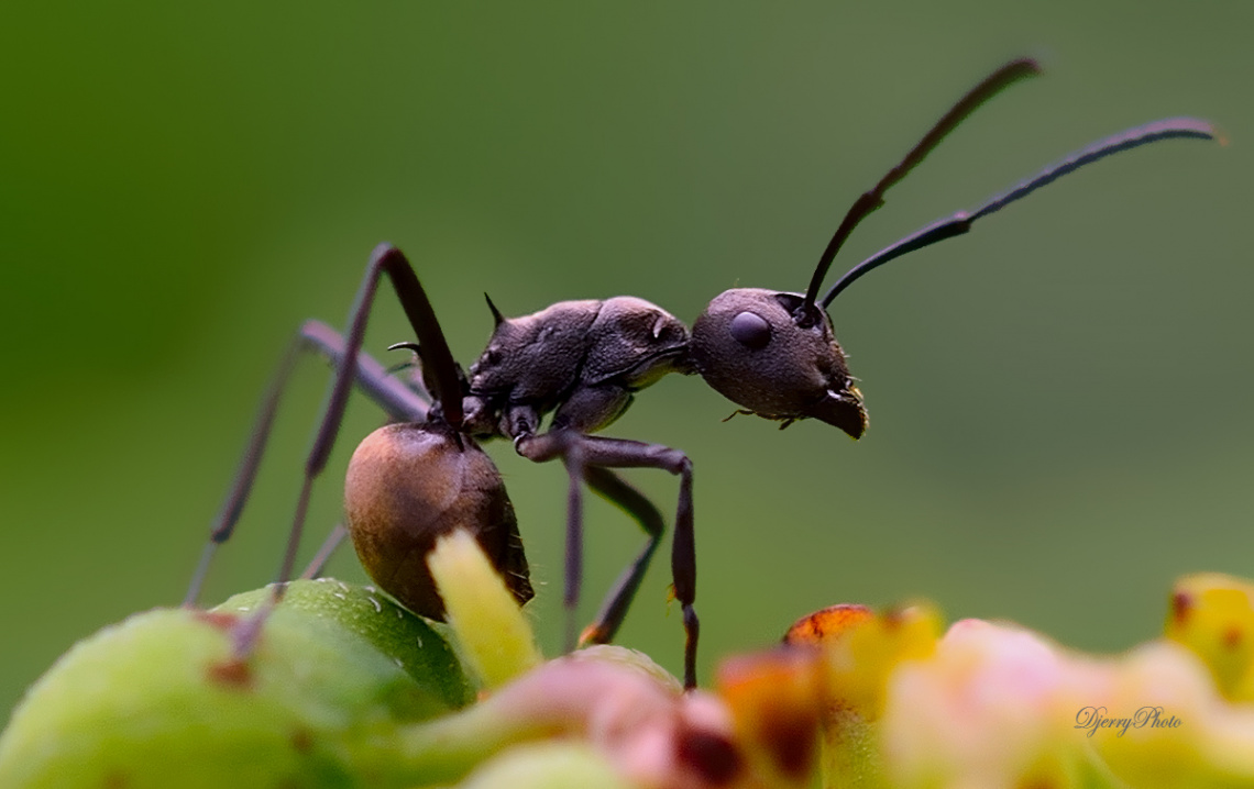 Black Ant