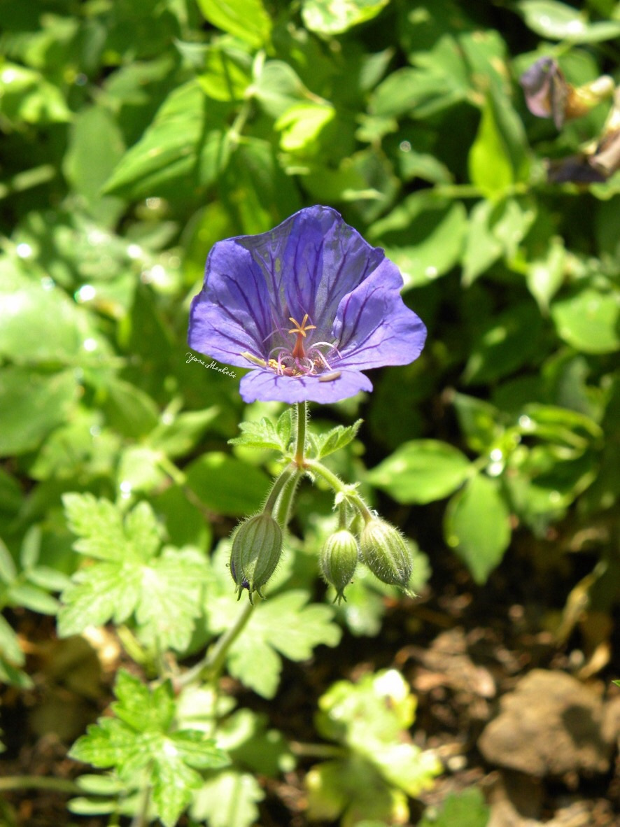 Geranium libani