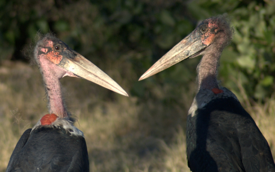 marabou stork