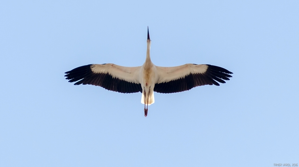 stork & blue