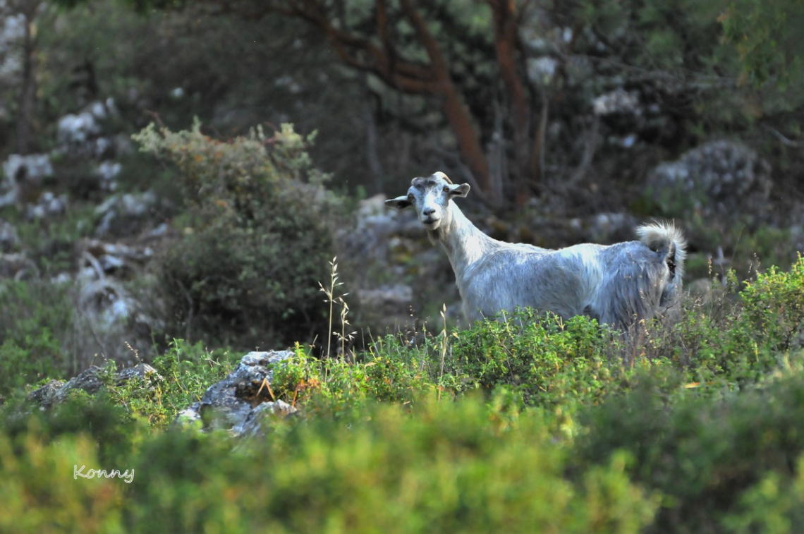 encounter in the mountains