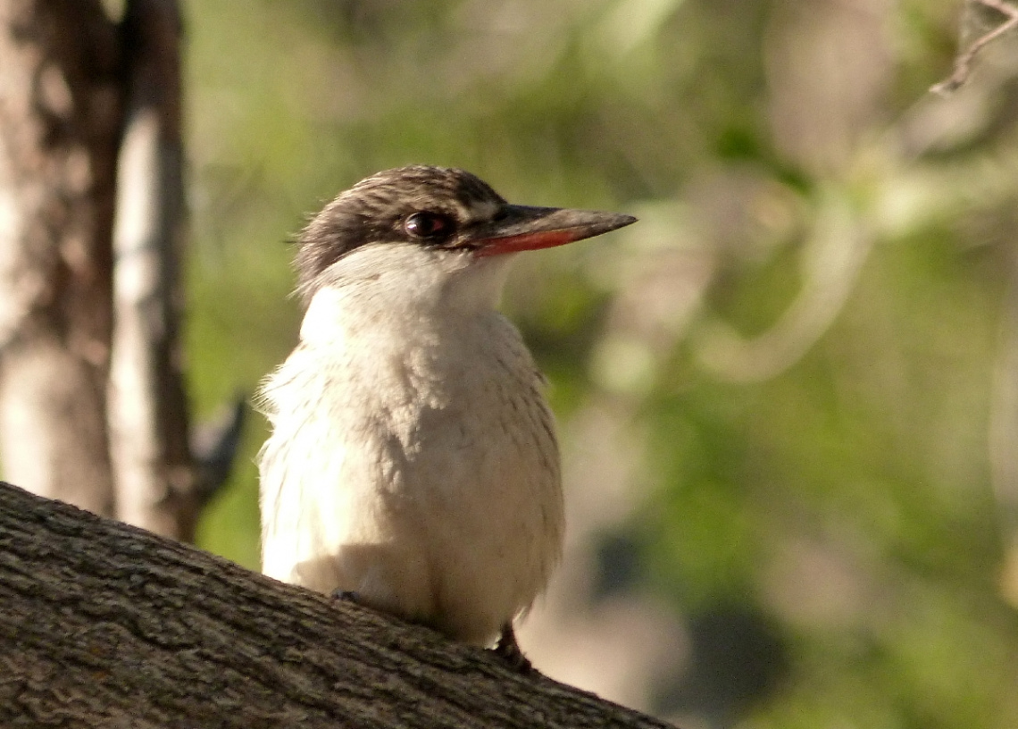 stripped kingfisher