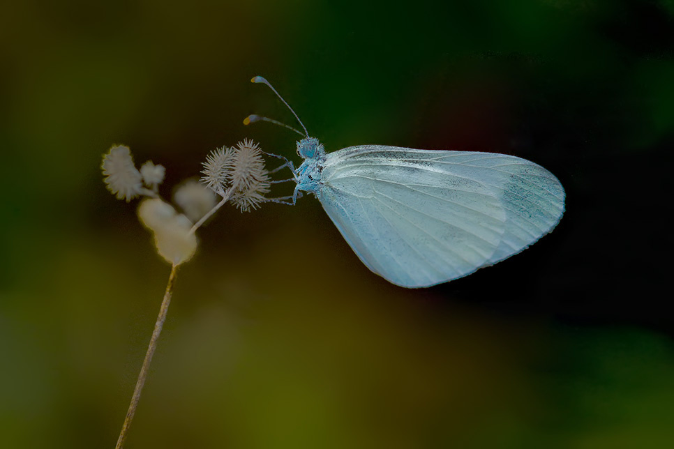 Beyaz Kelebeklerden 27Agu02