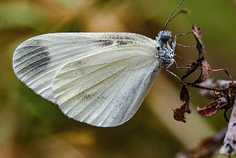 Beyaz Kelebeklerden 27agu06