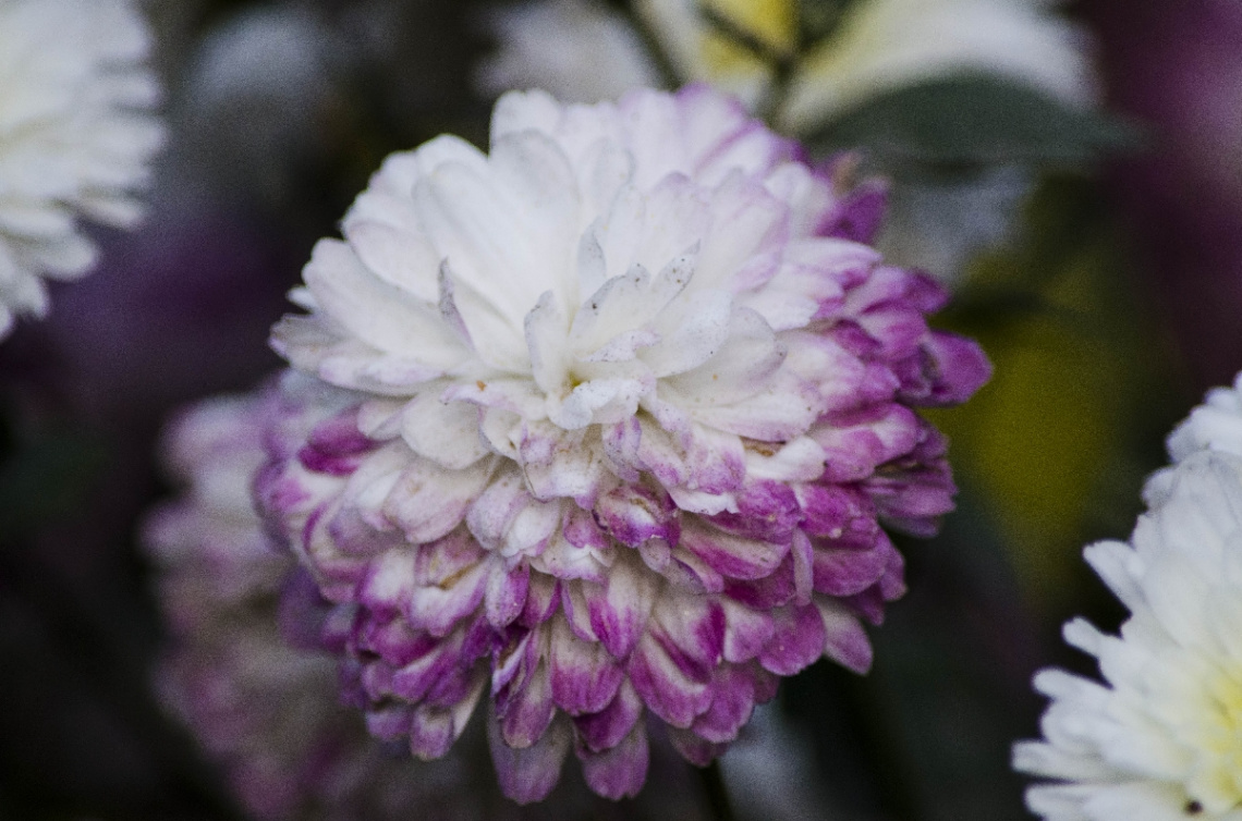 Chrysanthemum (Chrysanthemum indicum L.)