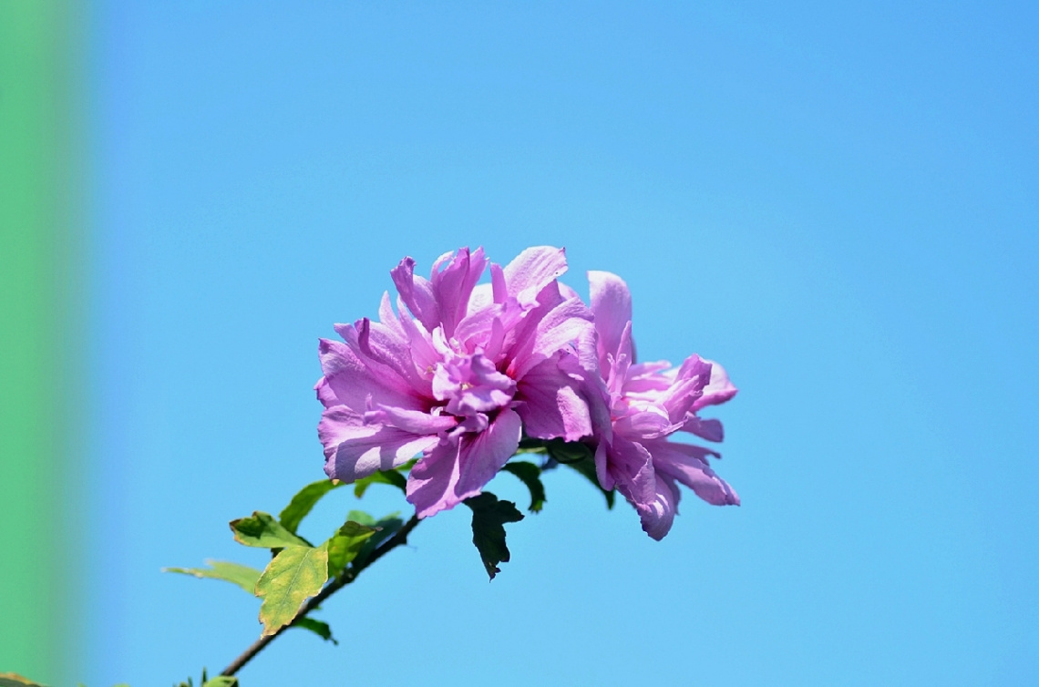 Ağaç hatmi (hibiscus syriacus)