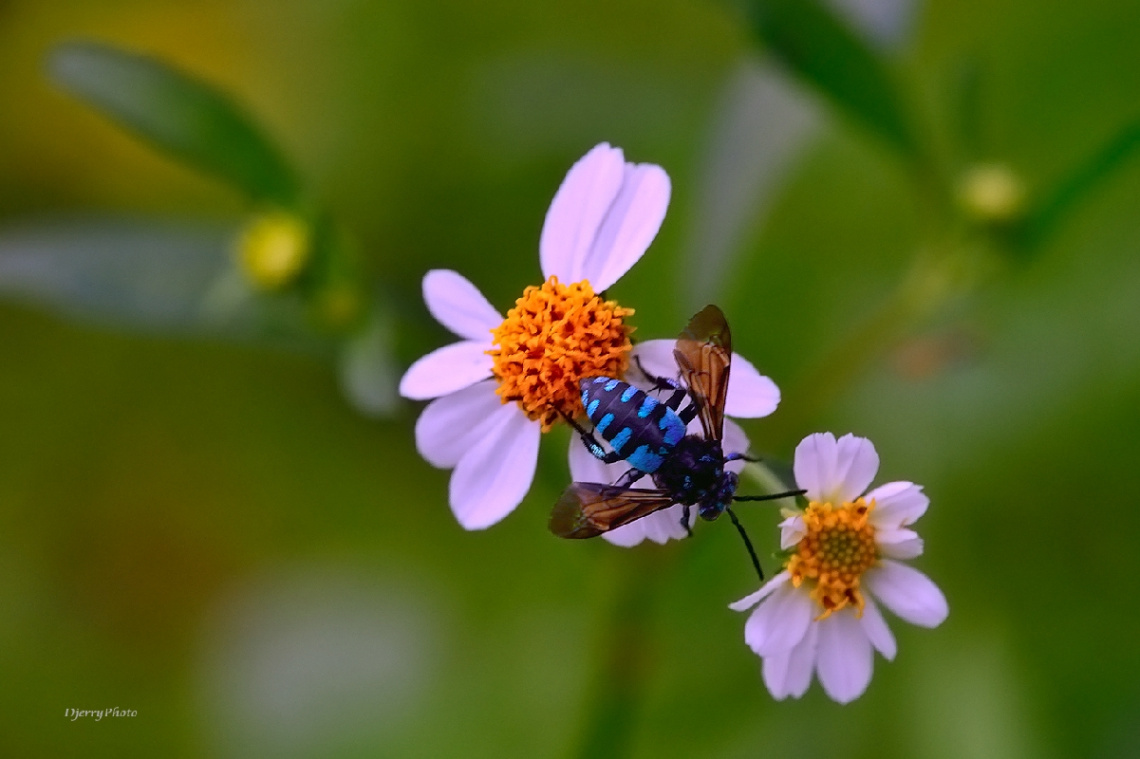 Blue Bee