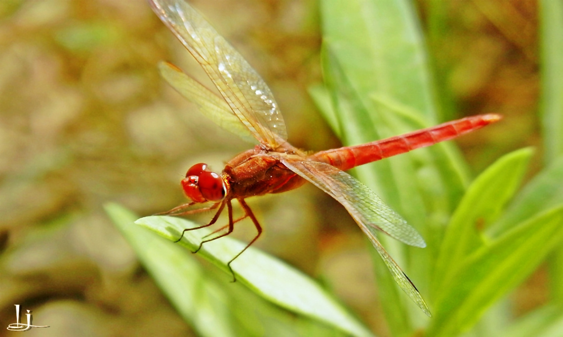 Red dragon fly