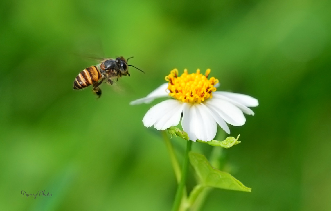 Bee fly.