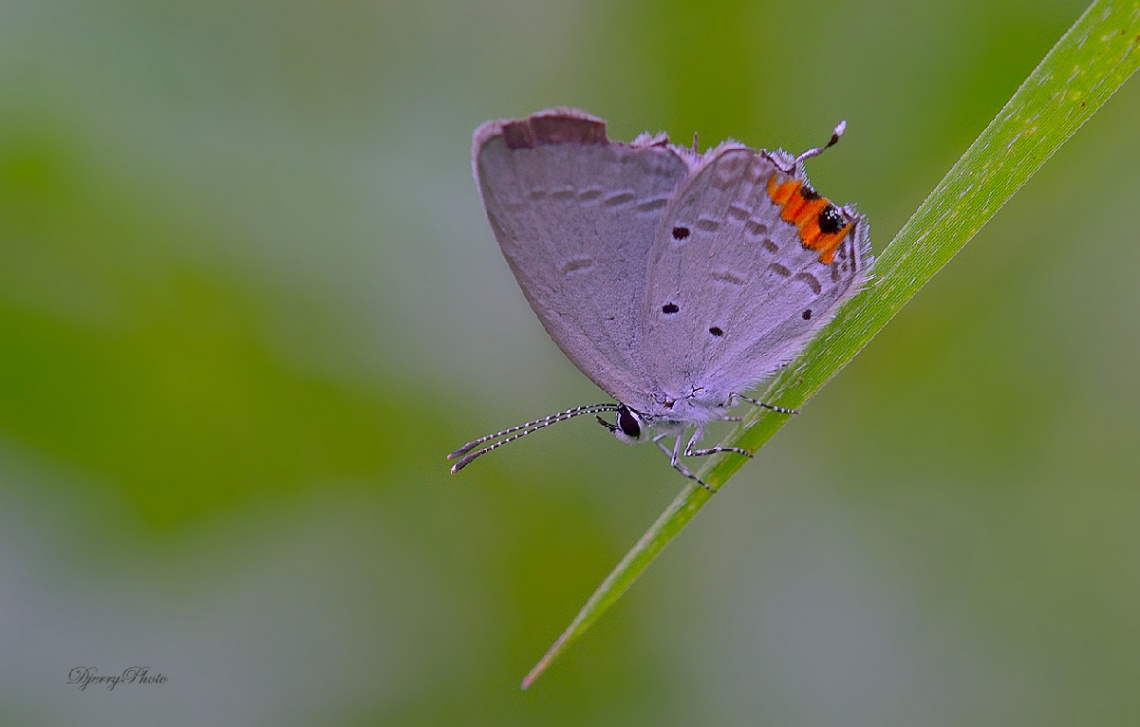 Mini Butterfly