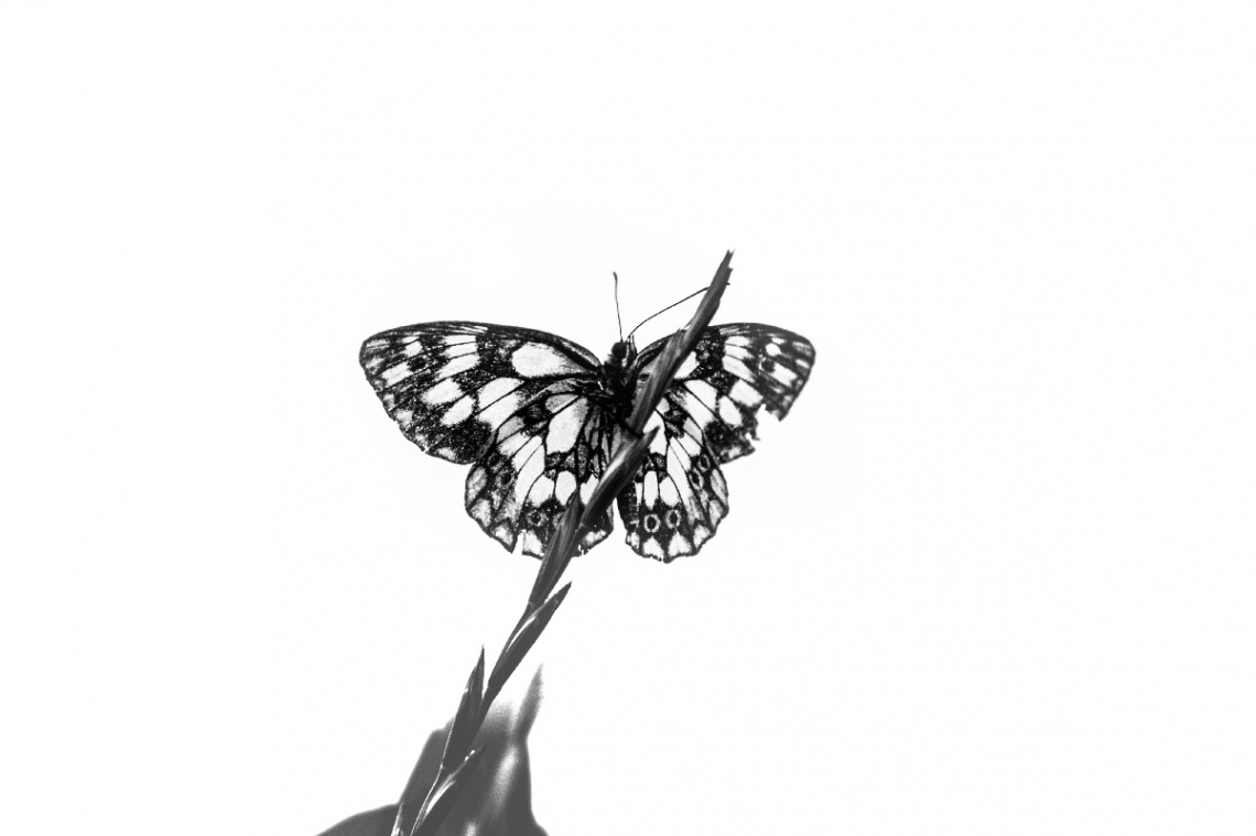 Black and White Butterfly