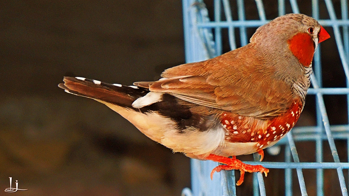 Our  Zebra Finch