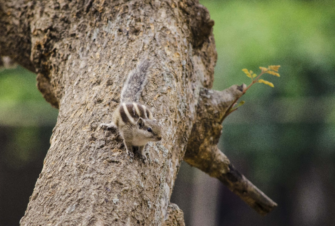 Siberian chipmunk (Eutamias sibiricus)