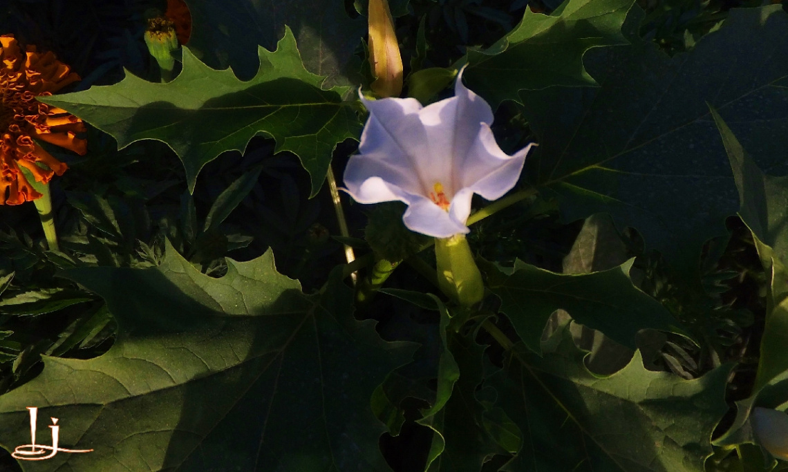 Wild white beauty