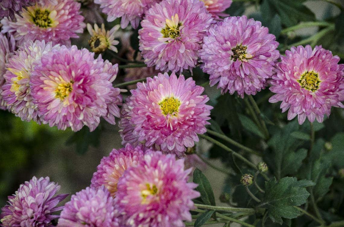 Chrysanthemum