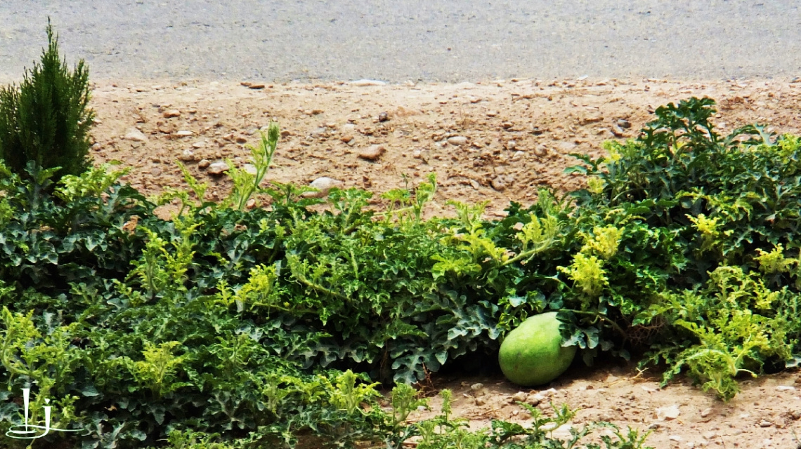 Water Melon ..