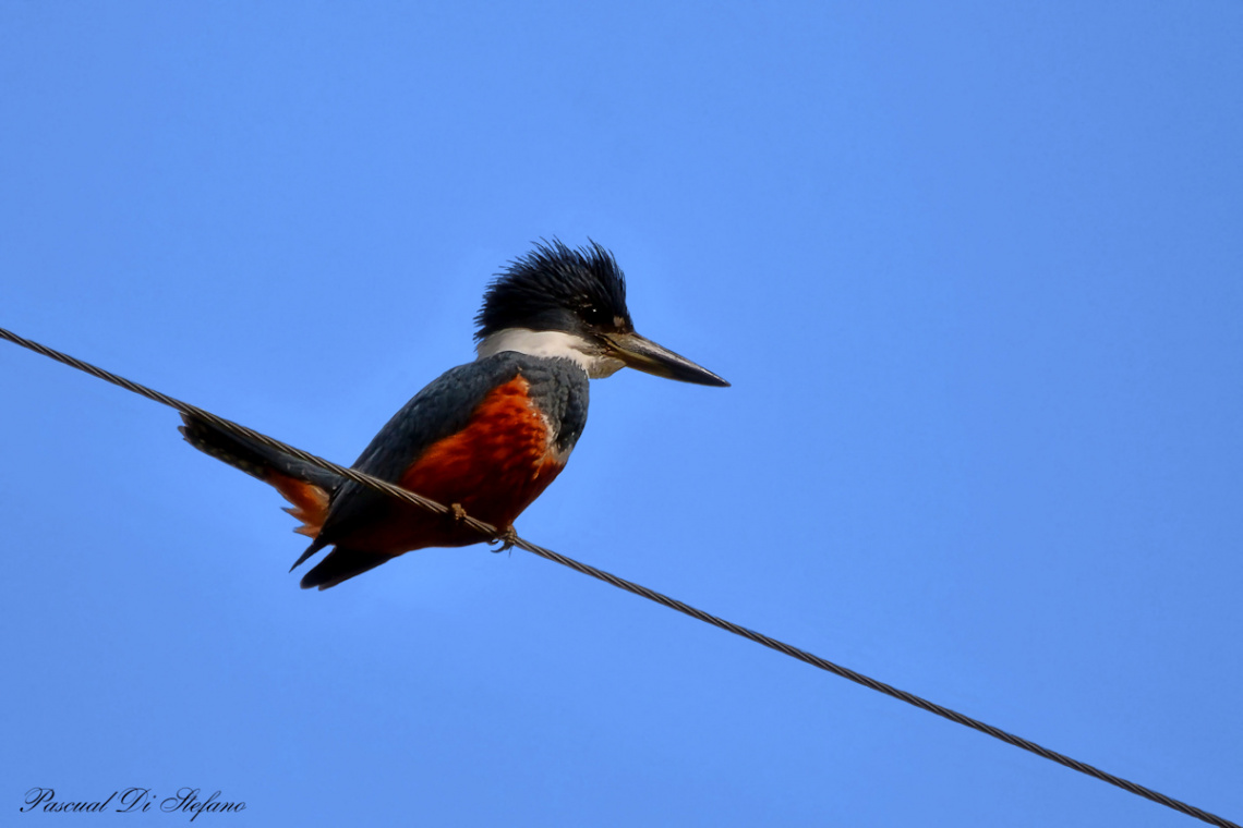 kingfisher