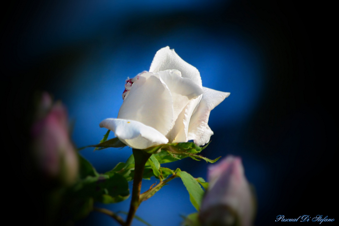 Beauty in white