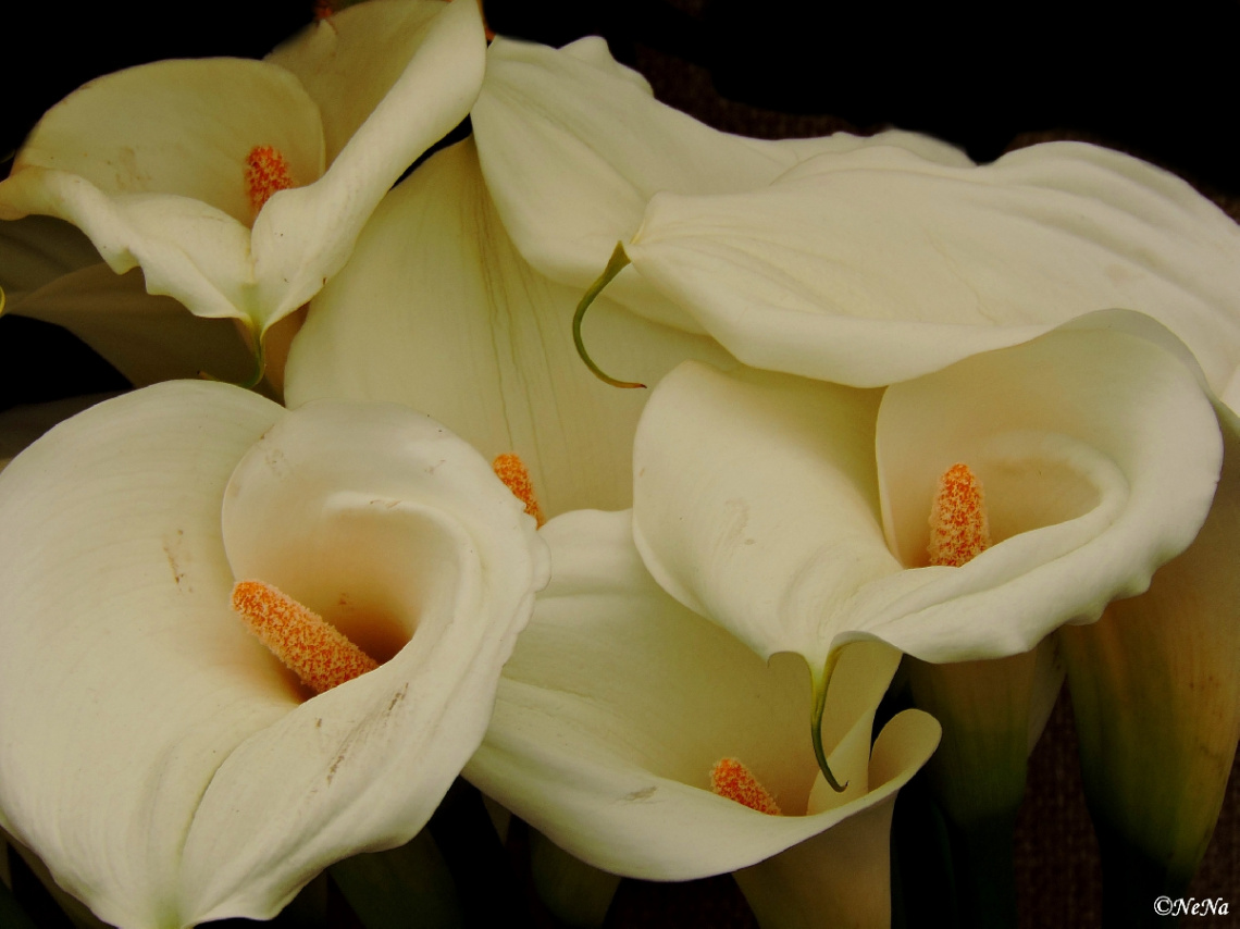 Calla Lily